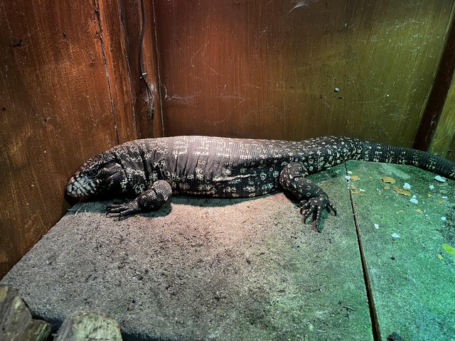 Preview of the first image of Argentine black and white tegu.