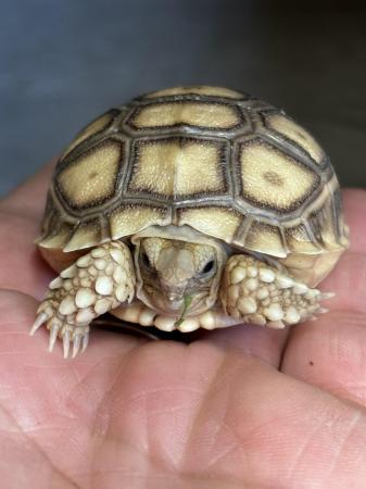 Image 2 of Sulcata Tortoise Hatchlings UK bred