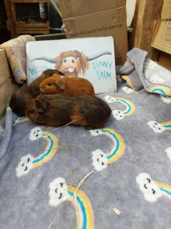Image 2 of 5 week old baby guinea pigs