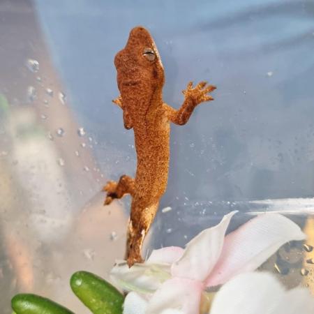 Image 45 of Beautiful baby Crested Geckos! Only 2 LEFT