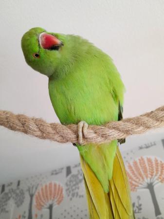 Image 1 of 1+ year old indian ringneck + cage