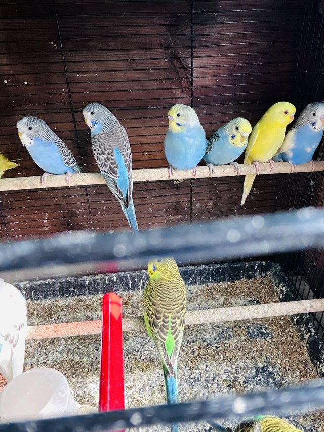 Preview of the first image of Baby budgies for sale various colors.