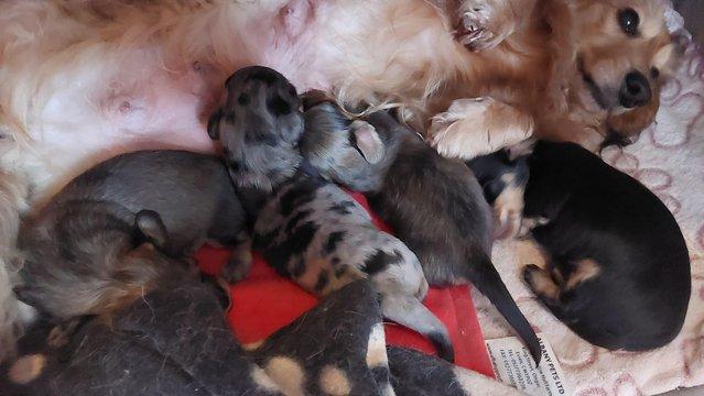 Image 5 of Long haired miniature dachshund puppies