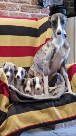 Image 10 of Kc reg whippet pups for sale. ready june 26th