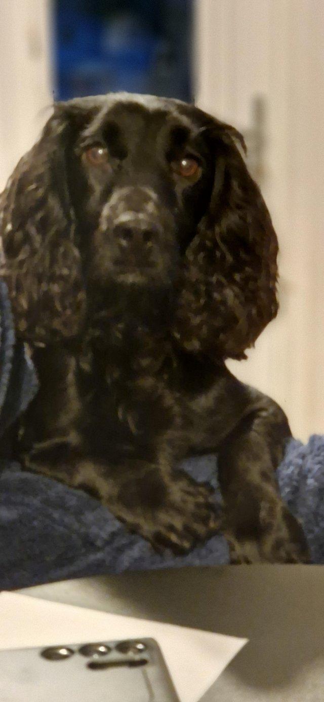 Preview of the first image of Registered Working cocker spaniel puppies. Ready from 24/4/2.