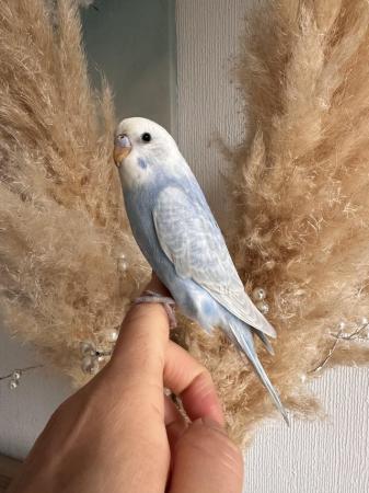 Image 5 of Hand tame young baby budgie