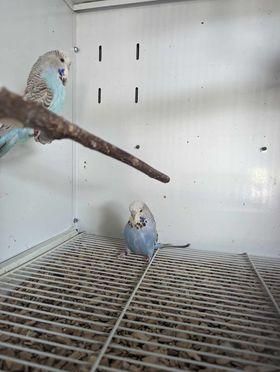 Preview of the first image of Budgies for sale males and females.