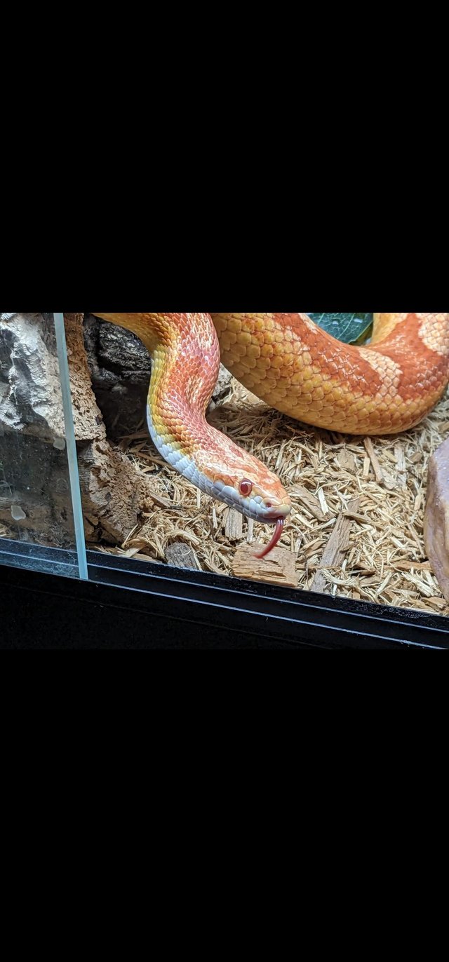 Preview of the first image of Corn snake + full setup + spares.