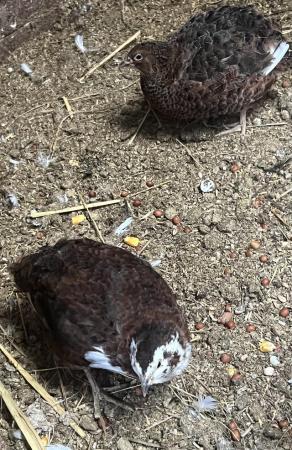 Image 3 of Quails for sale  for sale , all colours available