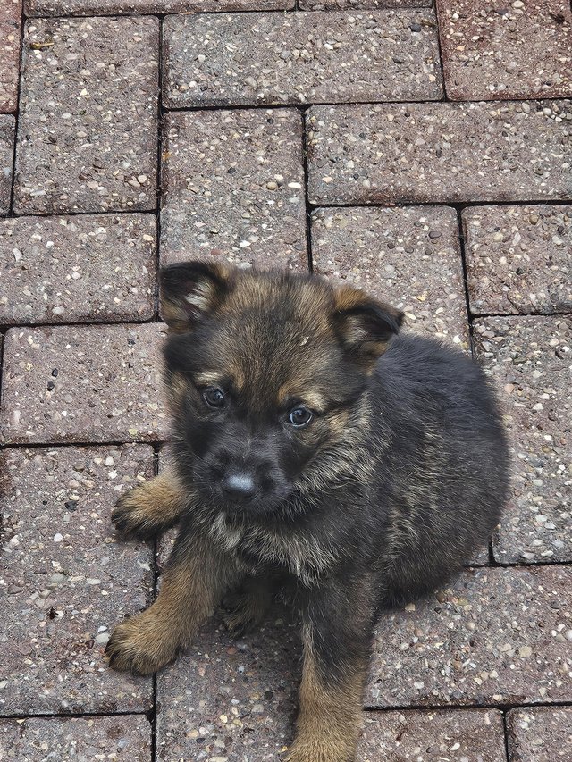 Preview of the first image of 9 german shepherd puppies.