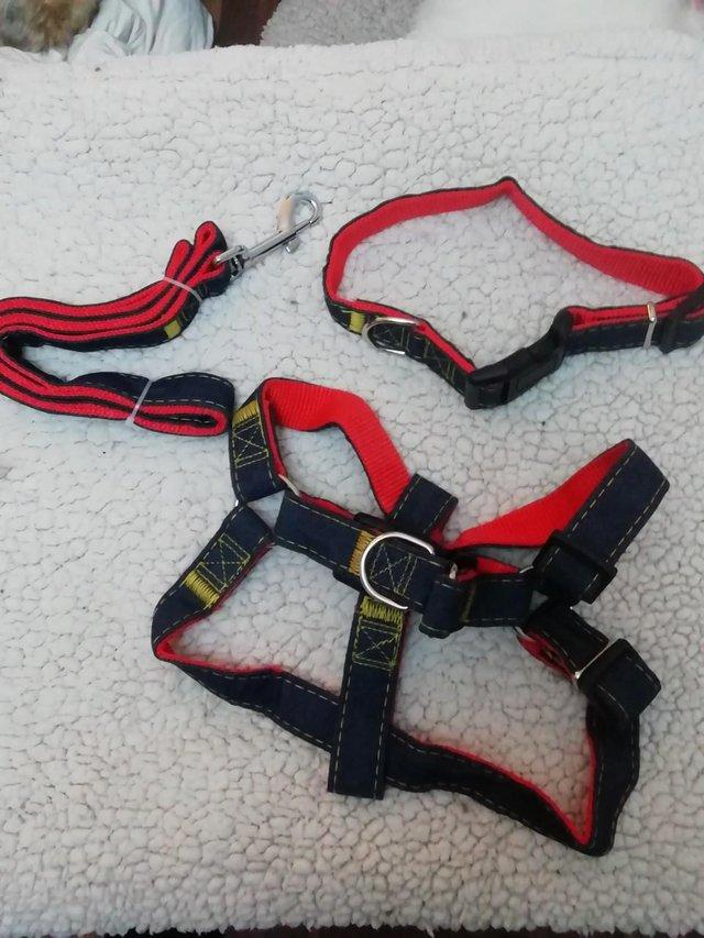 Preview of the first image of Dg Harness and Collar (staffy size) red and black.