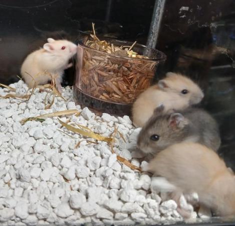 Image 6 of Baby Campbells Dwarf Hamsters , Different colours