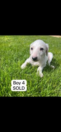 Image 11 of Saluki puppies for sale ( only 1 left)
