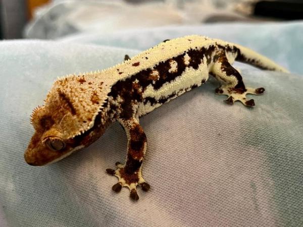 Image 5 of 8 month old Lily White Crested Gecko