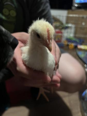Image 1 of Chicks for sale at 4 weeks old