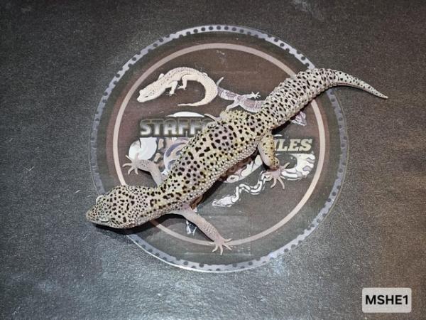 Image 5 of Selection of supersnow leopard geckos