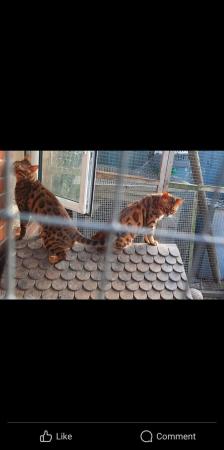 Image 6 of Charcoal and gold bengal kittens