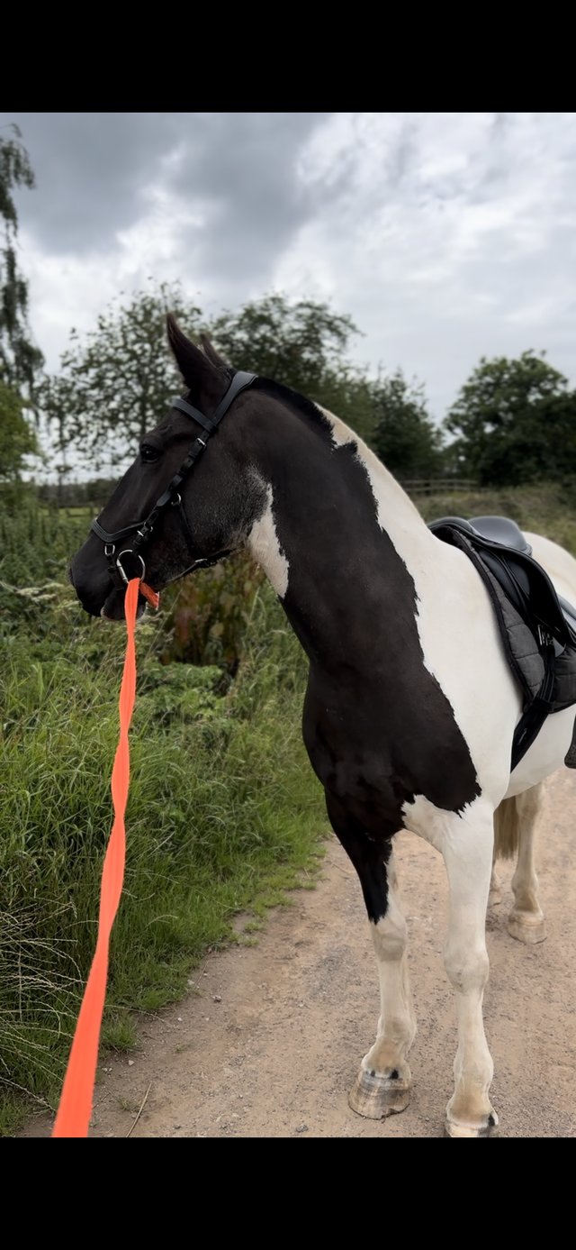 Preview of the first image of 7yrs 14.1 IRISH COB GELDING.