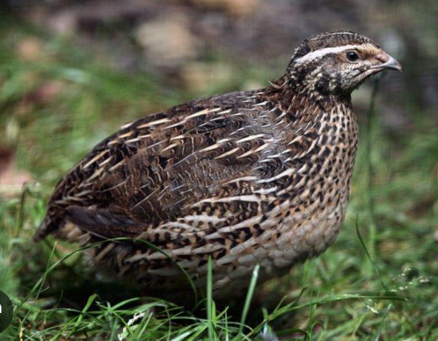 Preview of the first image of Japanese Quail Female Coturnix Quail Lay an egg every day.