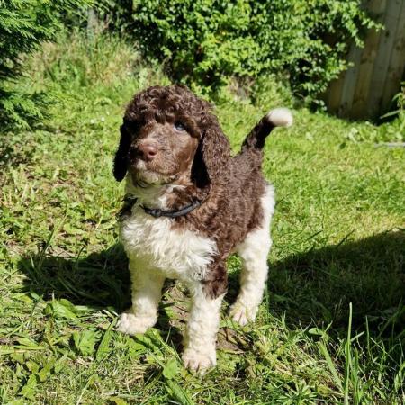 Image 9 of Gorgeous Brown Parti Standard Poodle Puppies Ready Now