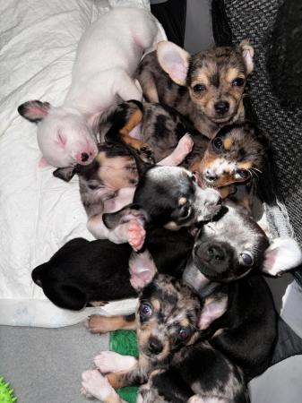 Image 7 of Chihuahua Puppies for sale