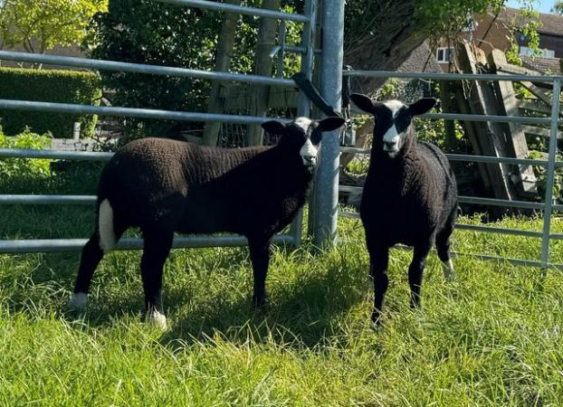 Image 2 of Zwartbles ewe lambs looking for new homes when ready in June