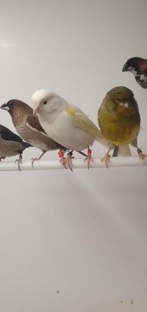 Image 2 of Canaries For Sale at Emerson's Pet Centre
