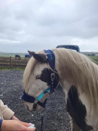 Image 2 of TED- 4 year old cob 13.2hh