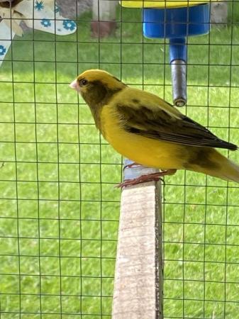 Image 1 of Beautiful singing Canary male. sold