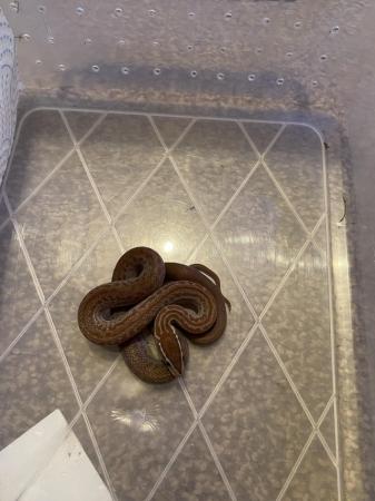 Image 3 of For sale cb23 house snakes (boaedon capensis )