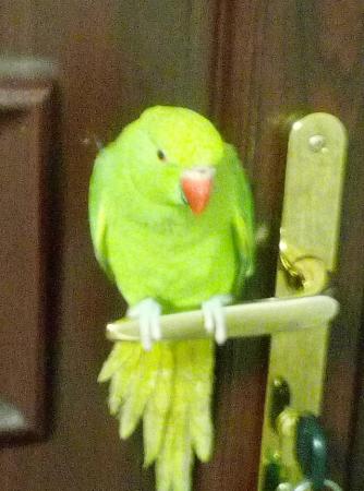 Image 5 of Indian ringneck parrot for sale