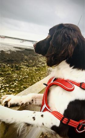 Image 1 of 1 year old Springer Spaniel Male