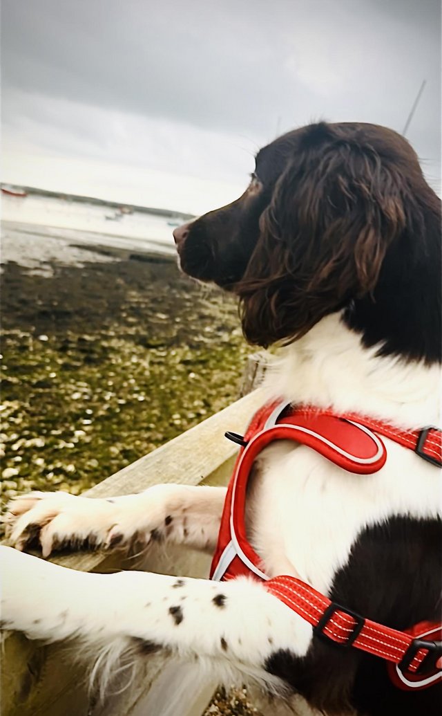 Preview of the first image of 1 year old Springer Spaniel Male.
