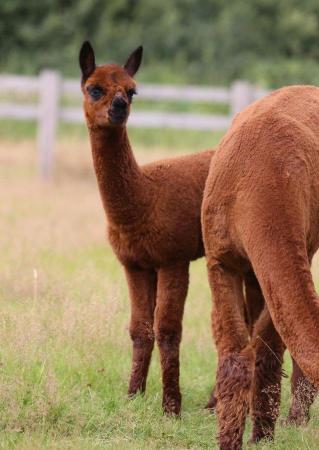 Image 3 of ALPACA  YOUNG FEMALES MAINLY FROM GREY CHAMPIONS