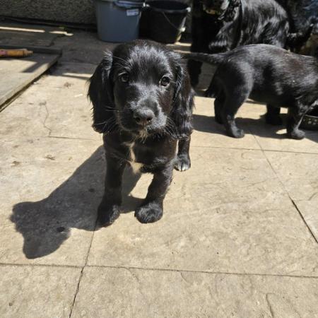 Image 17 of *READY FOR NEW HOMES NOW* cocker spaniel pups