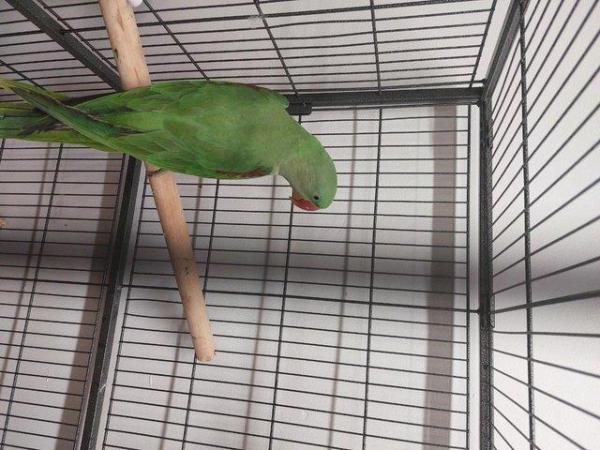 Image 3 of Alexandrine parakeet bird for sale
