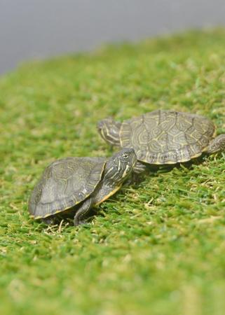 Image 2 of Baby Map Turtles ready to go