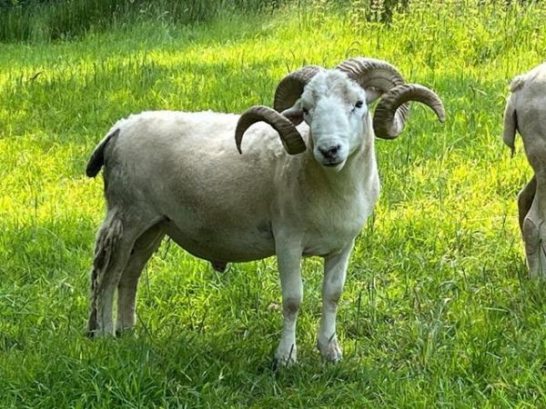 Image 3 of Wiltshire Horn 3-year old ram