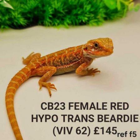 Image 7 of Lots of bearded dragon morphs available