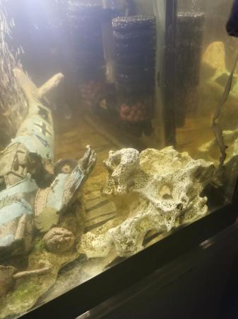 Image 6 of Bristlenose Pleco Fry all above 1+cm