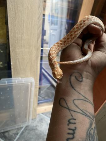 Image 2 of 10 month old albino hognose