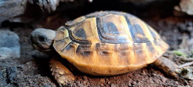Image 4 of YOUNG (2023 hatched) HERMANNS TORTOISES FOR SALE
