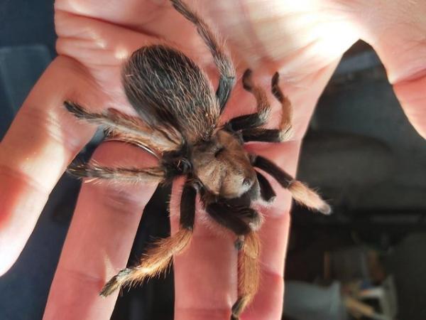 Image 3 of Female Aphonopelma Chalcodes or the Desert Blonde