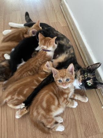 Image 3 of Kittens looking for a Home