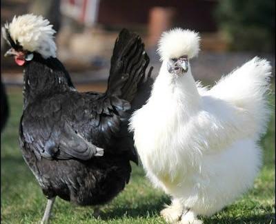 Image 1 of Silkie and/or Polish Hens Wanted