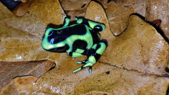 Preview of the first image of For sale Dendrobates auratus green froglets.