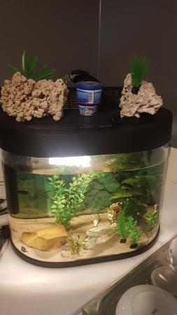 Image 2 of Half moon fish tank with 5 fish