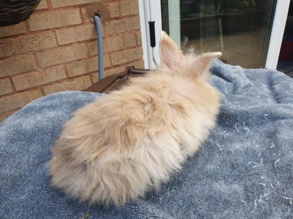Image 3 of Baby lionhead rabbits ready now