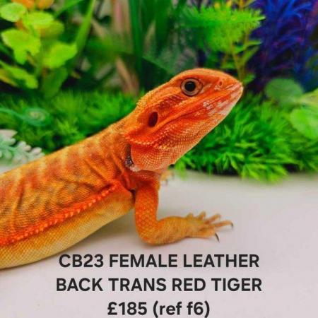 Image 5 of Lots of bearded dragon morphs available