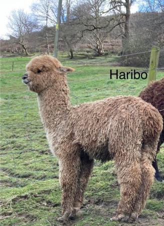 Image 1 of 4 pet alpaca boys as group or individually to add to a group